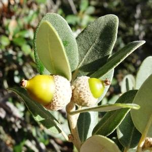 Photographie n°2960001 du taxon Quercus rotundifolia Lam. [1785]