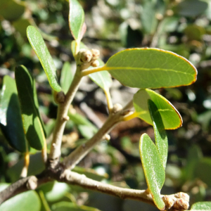 Photographie n°2960003 du taxon Quercus rotundifolia Lam. [1785]