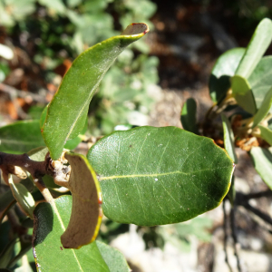 Photographie n°2960004 du taxon Quercus rotundifolia Lam. [1785]