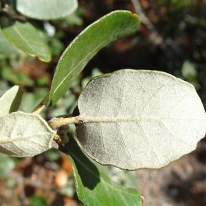 Photographie n°2960005 du taxon Quercus rotundifolia Lam. [1785]