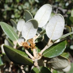 Photographie n°2960007 du taxon Quercus rotundifolia Lam. [1785]