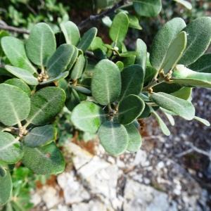 Photographie n°2960008 du taxon Quercus rotundifolia Lam. [1785]