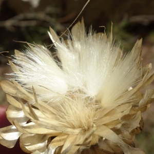 Leuzea conifera (L.) DC. [1805] [nn38821] par Alain Bigou le 19/09/2023 - Lagrasse