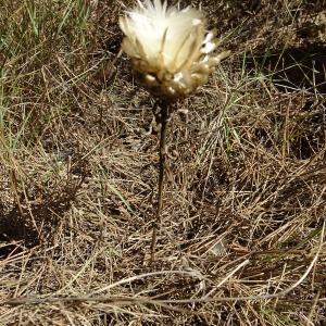 Leuzea conifera (L.) DC. [1805] [nn38821] par Alain Bigou le 19/09/2023 - Lagrasse