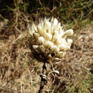 Leuzea conifera (L.) DC. [1805] [nn38821] par Alain Bigou le 19/09/2023 - Lagrasse