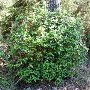 Viburnum tinus L. [1753] [nn71463] par Alain Bigou le 19/09/2023 - Lagrasse