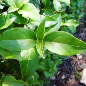 Viburnum tinus L. [1753] [nn71463] par Alain Bigou le 19/09/2023 - Lagrasse