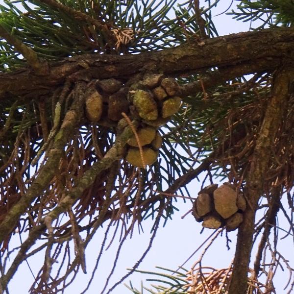 Cupressus sempervirens L. [1753] [nn20278] par Alain Bigou le 19/09/2023 - Lagrasse