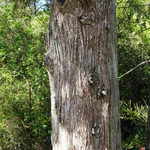 Cupressus sempervirens L. [1753] [nn20278] par Alain Bigou le 19/09/2023 - Lagrasse