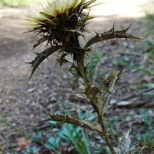 Carlina hispanica Lam. [1785] [nn14589] par Alain Bigou le 19/09/2023 - Lagrasse