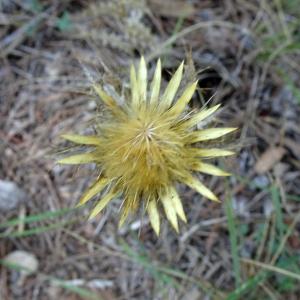 Carlina hispanica Lam. [1785] [nn14589] par Alain Bigou le 19/09/2023 - Lagrasse