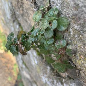 Parietaria judaica L. [1756] [nn47921] par Liliane Roubaudi le 27/11/2024 - Saint-Cyr-au-Mont-d'Or