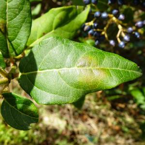 Viburnum tinus L. [1753] [nn71463] par Alain Bigou le 19/09/2023 - Comigne