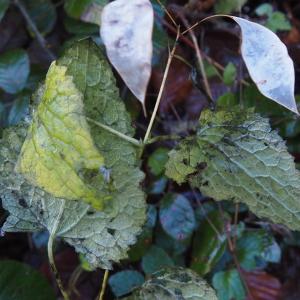 Lunaria rediviva L. [1753] [nn40153] par Jacques Valiergue le 29/11/2024 - Ferrières-sur-Sichon