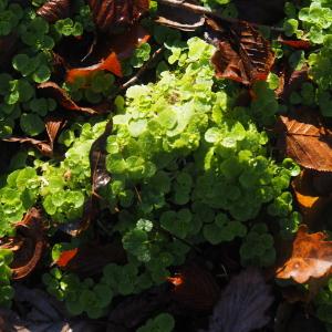 Chrysosplenium oppositifolium L. [1753] [nn17257] par Jacques Valiergue le 29/11/2024 - Ferrières-sur-Sichon