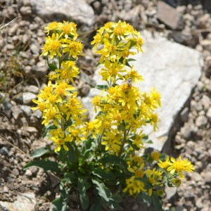 Solidago virgaurea subsp. minuta (L.) Arcang. [1882] [nn65121] par Jean-Claude Lincker le 03/08/2024 - Villar-d'Arêne