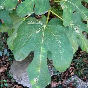 Ficus carica L. [1753] [nn75134] par Alain Bigou le 19/09/2023 - Comigne