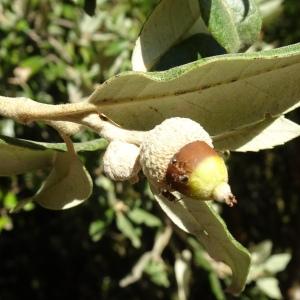 Quercus ilex subsp. ilex [nn54444] par Alain Bigou le 28/09/2023 - Mayronnes