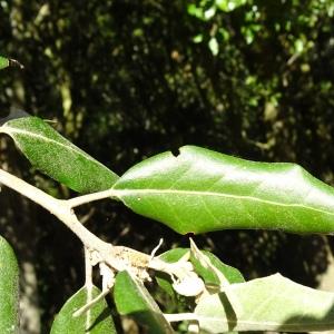 Quercus ilex subsp. ilex [nn54444] par Alain Bigou le 28/09/2023 - Mayronnes