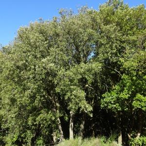 Quercus ilex subsp. ilex [nn54444] par Alain Bigou le 28/09/2023 - Mayronnes