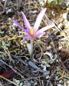 Alain Bigou, le 28 septembre 2023 (Mayronnes (Sarrat de la Bouzole))