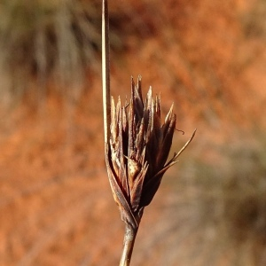 Photographie n°2960580 du taxon Schoenus nigricans L. [1753]