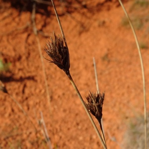 Photographie n°2960581 du taxon Schoenus nigricans L. [1753]