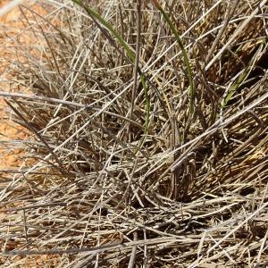 Photographie n°2960582 du taxon Schoenus nigricans L. [1753]