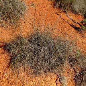 Photographie n°2960583 du taxon Schoenus nigricans L. [1753]