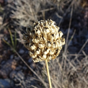 Photographie n°2960621 du taxon Allium acutiflorum Loisel. [1809]