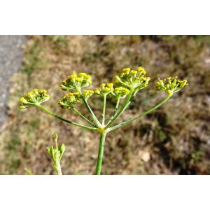 Foeniculum vulgare Mill. (Fenouil)