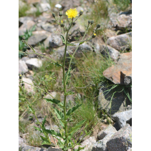 Hieracium sieberi Tausch (Épervière jaune pâle)