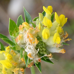Photographie n°2961058 du taxon Anthyllis vulneraria L.