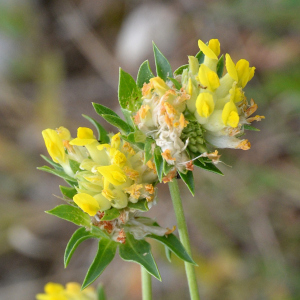 Photographie n°2961059 du taxon Anthyllis vulneraria L.