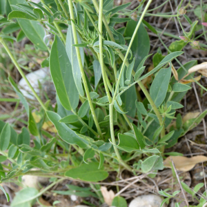 Photographie n°2961060 du taxon Anthyllis vulneraria L.