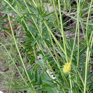 Photographie n°2961061 du taxon Anthyllis vulneraria L.