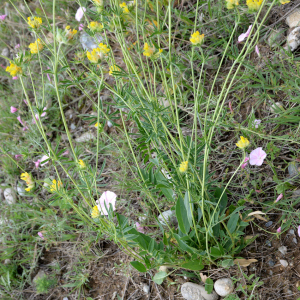 Photographie n°2961062 du taxon Anthyllis vulneraria L.