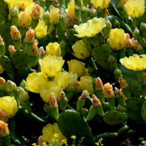 Photographie n°2961195 du taxon Opuntia humifusa (Raf.) Raf. [1830]