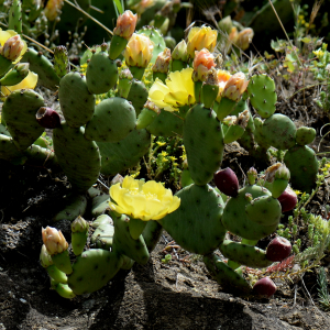 Photographie n°2961196 du taxon Opuntia humifusa (Raf.) Raf. [1830]