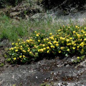 Photographie n°2961197 du taxon Opuntia humifusa (Raf.) Raf. [1830]