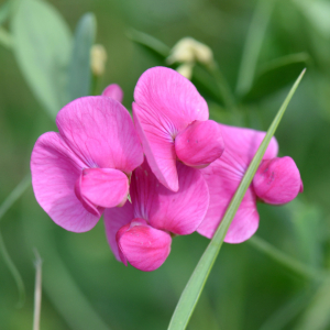Photographie n°2961206 du taxon Lathyrus tuberosus L.
