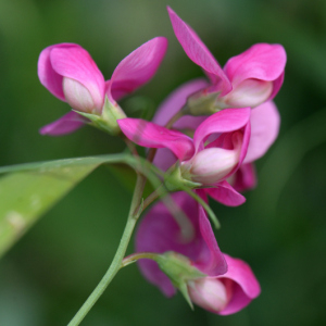 Photographie n°2961207 du taxon Lathyrus tuberosus L.