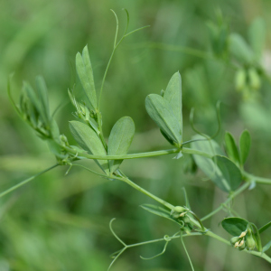 Photographie n°2961210 du taxon Lathyrus tuberosus L.