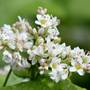 Photographie n°2961260 du taxon Fagopyrum esculentum Moench