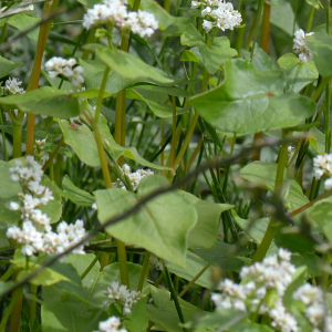 Photographie n°2961262 du taxon Fagopyrum esculentum Moench