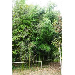 Phyllostachys aureosulcata McClure