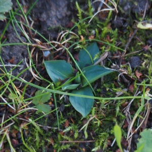Photographie n°2961563 du taxon Spiranthes spiralis (L.) Chevall. [1827]