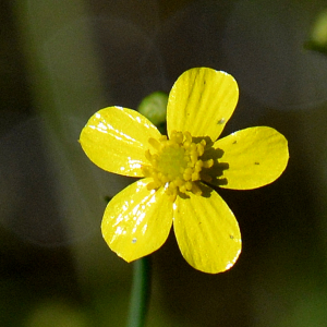Photographie n°2961655 du taxon Ranunculus flammula L.