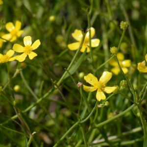 Photographie n°2961658 du taxon Ranunculus flammula L.