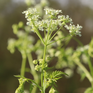 Anthriscus sylvestris (L.) Hoffm. [1814] [nn5290] par Bernard Legendre le 04/04/2024 - Château-Gaillard